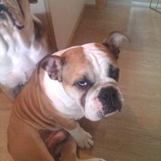 Engelsk bulldog Amigo