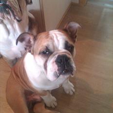 Engelsk bulldog Amigo