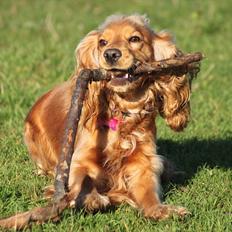 Cocker spaniel Cindy
