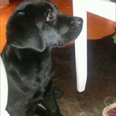 Labrador retriever Raki Von Præstgaard