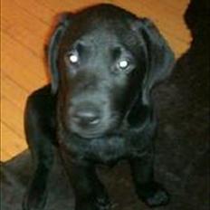 Labrador retriever Raki Von Præstgaard