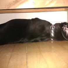 Labrador retriever Raki Von Præstgaard