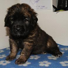 Leonberger Lions Of Dogs Nova Eazy Gro