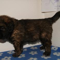 Leonberger Lions Of Dogs Nova Eazy Gro