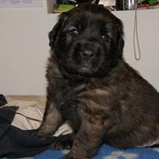 Leonberger Lions Of Dogs Nova Eazy Gro