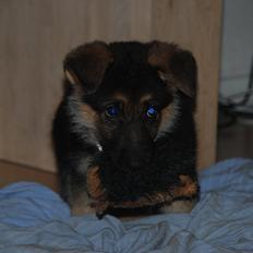 Blanding af racer Fifi - Solgt