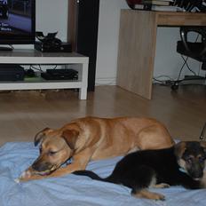 Blanding af racer Fifi - Solgt