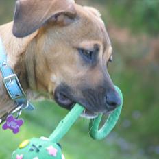 Blanding af racer Shila 