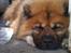 Chow chow Lucky