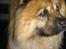 Chow chow Lucky