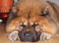 Chow chow Lucky