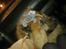 Chow chow Lucky