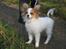Papillon Pluto
