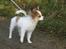 Papillon Pluto