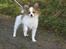 Papillon Pluto