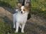 Papillon Pluto