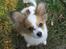 Papillon Pluto