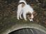 Papillon Pluto