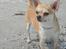Chihuahua Bailey - Skippergårdens Fister