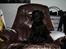 Labrador retriever Monty <3