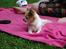 Chihuahua Misha