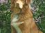 Nova scotia duck tolling retriever Simba - Velkommen til Simba's profil <'3