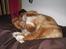 Nova scotia duck tolling retriever Simba - Hygge sovning:P