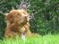 Nova scotia duck tolling retriever Simba - Snuser:P