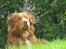 Nova scotia duck tolling retriever Simba - Han opservere:)