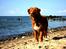 Nova scotia duck tolling retriever Simba - Læg gerne en kommentar og en bedømmelse:) Tak
