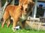 Nova scotia duck tolling retriever Simba - "Skal vi lege? kom nu!"