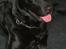Labrador retriever malou