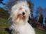 Coton de tulear Lily