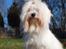 Coton de tulear Lily