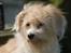 Coton de tulear Rosa