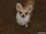 Chihuahua Mac