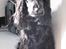 Cocker spaniel Louis