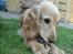 Cocker spaniel Wilma I: - I am completely lost in you!