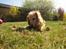 Cocker spaniel Wilma I: