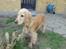 Cocker spaniel Wilma I: