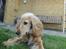 Cocker spaniel Wilma I: