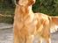 Golden retriever Leongolden Cha Cha Cha - Cha Cha 17½ måned gammel 29-10-11 
billedet er taget i Italien