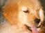 Golden retriever Leongolden a little bit of Heaven - BABY ANGEL