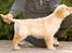 Golden retriever Leongolden a little bit of Heaven - Italien 29-10-11