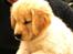 Golden retriever Leongolden a little bit of Heaven - 27-10-11
I Italien