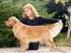 Golden retriever Leongolden Cha Cha Cha - Cha Cha 17½ måned gammel 29-10-11 
billedet er taget i Italien
