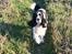 Engelsk springer spaniel Chemy (R.I.P) - Chemy på tur i juletræerne :) <3