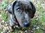 Blanding af racer Þrándr Shadow - Shadow at 4.5 months in Rebild hundeskov