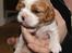 Cavalier king charles spaniel Marskens Nova 