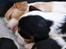 Cavalier king charles spaniel Marskens Nova 